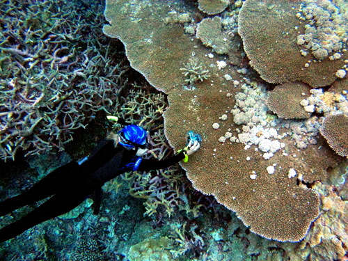 Biologist studying tumors on coral; climate warming may fuel lethal coral diseases.: Photograph by B. Willis courtesy of NSF
